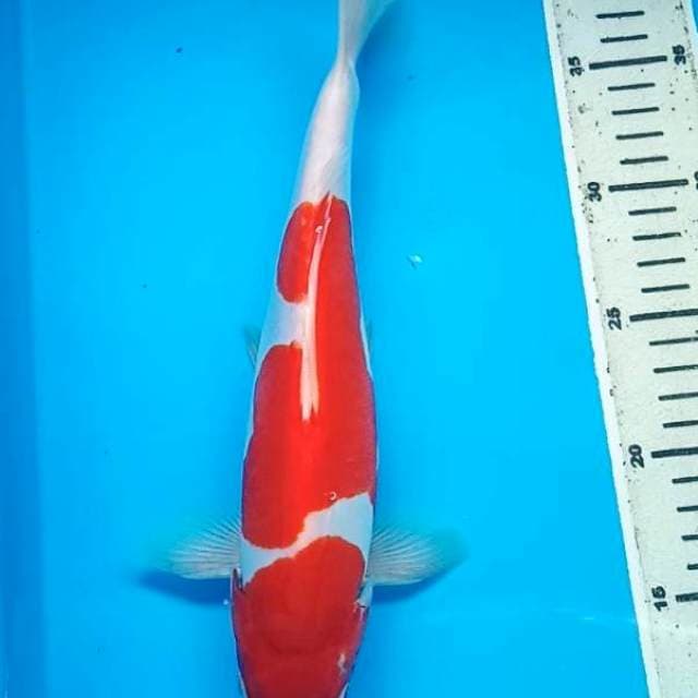 RED KOHAKU DOITSU MURNI 31 Cm, JANTAN