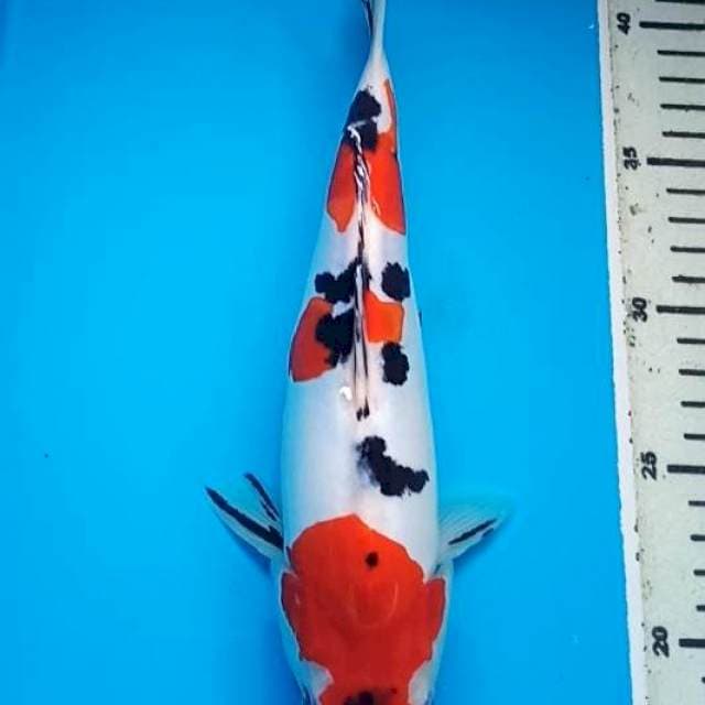 SANKE DOITSU MURNI STEP 3, BULKY 28 Cm