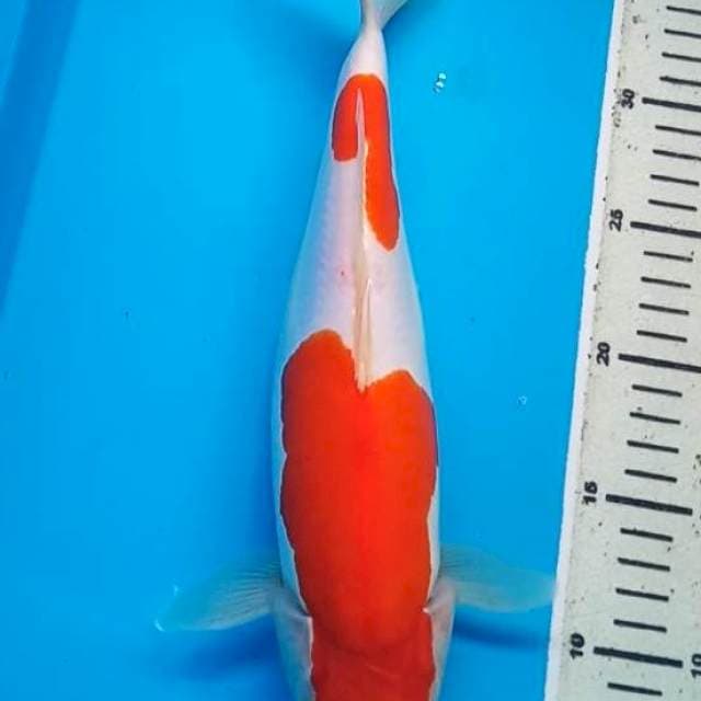 KOHAKU STEPS DUA BULKY DOITSU MURNI 33 Cm