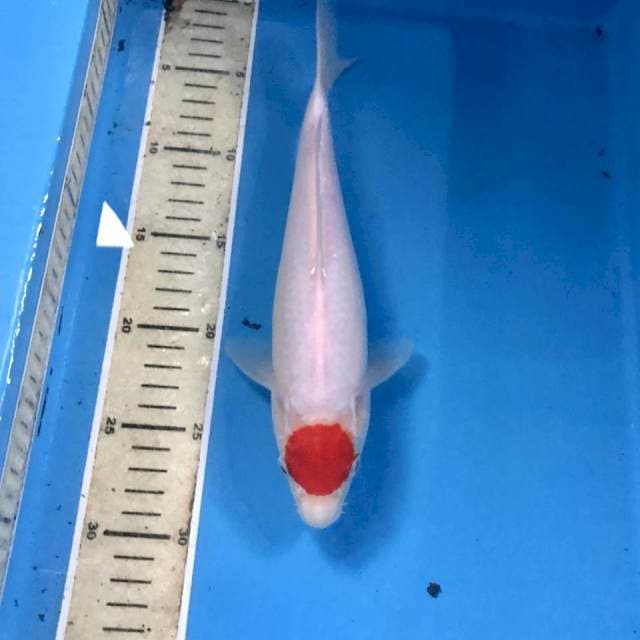 Tancho Kohaku, 27 cm