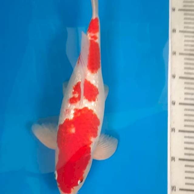 Kohaku Ginrin 40 bu