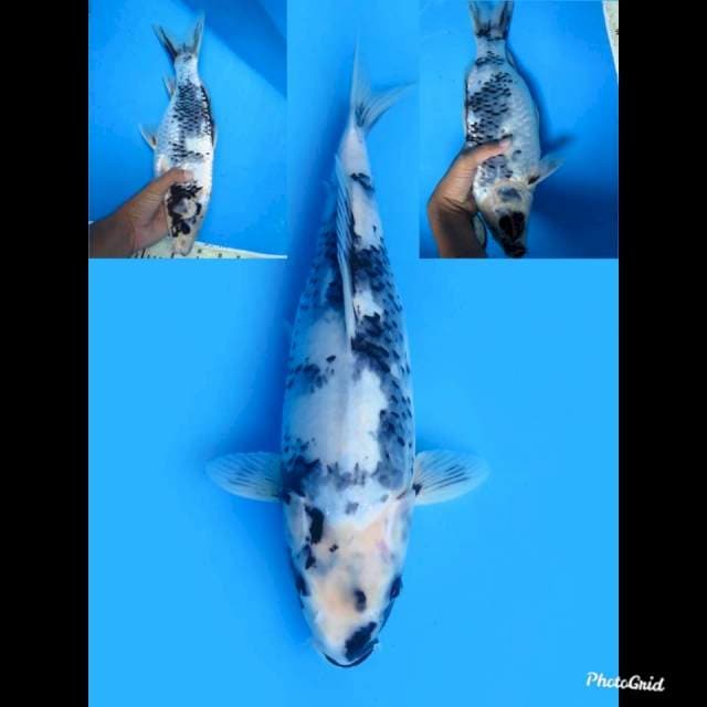Jumbo Shiro Tategoi , 37cm 