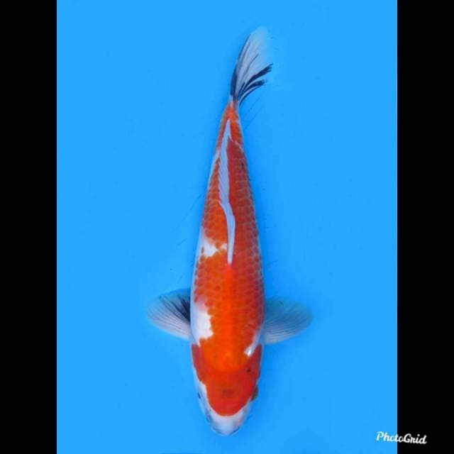Showa Tategoi , 34cm