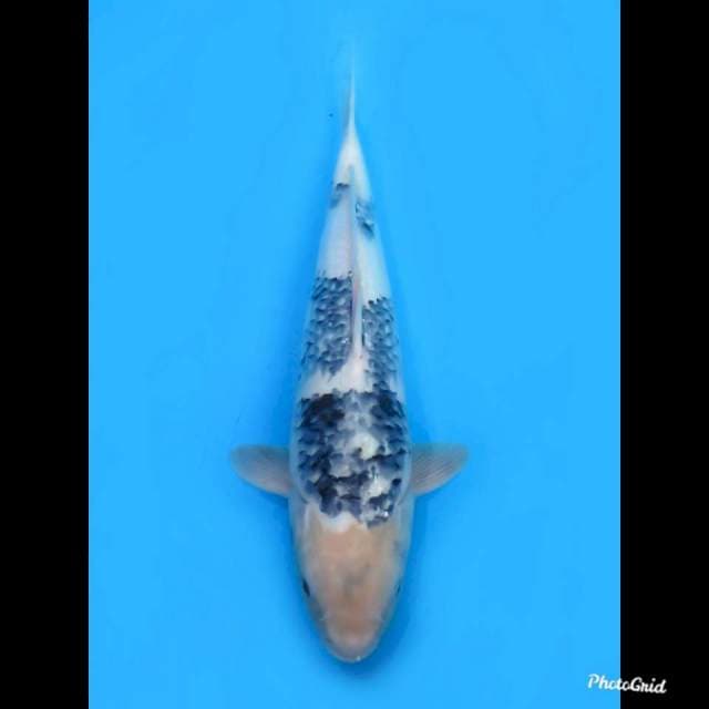 Matsukawabake , 36cm