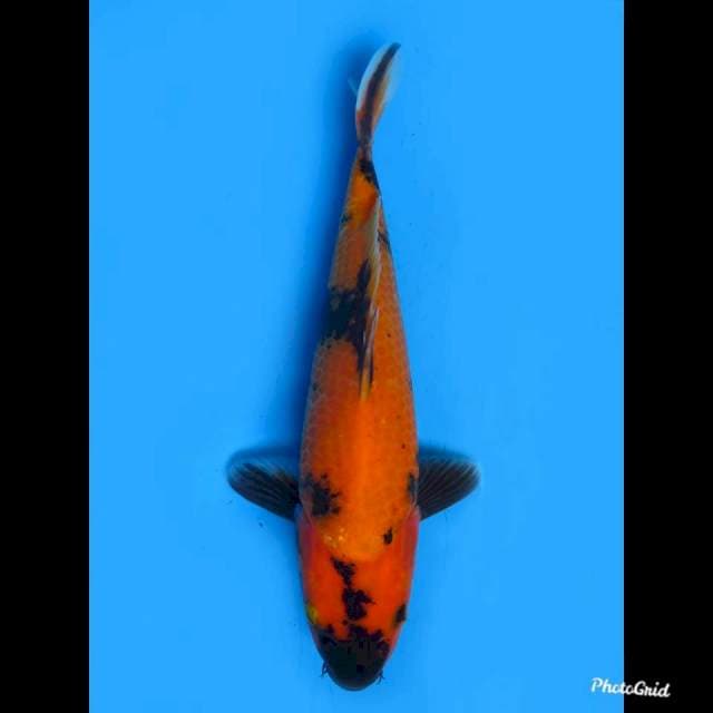 Hi Utsuri Bulky ,  29cm 