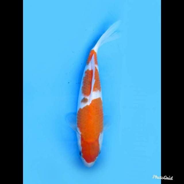 Bulky Sanke Tategoi , 32cm