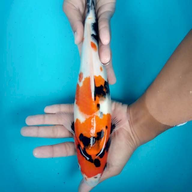 Showa 36 cm