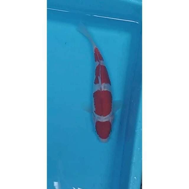 maruten kohaku 25 cm