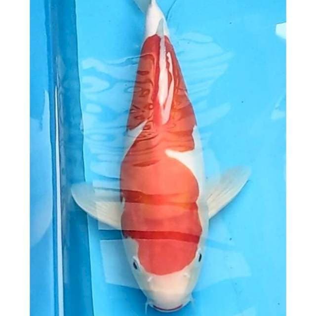 Body Torpedo, Doitsu Kohaku 34cm (F) 