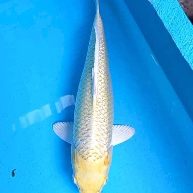 Gold silver Ogon 36cm