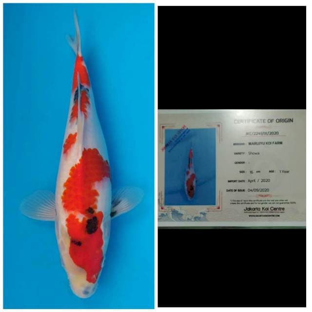 Marujyu Jumbo Tosai Showa