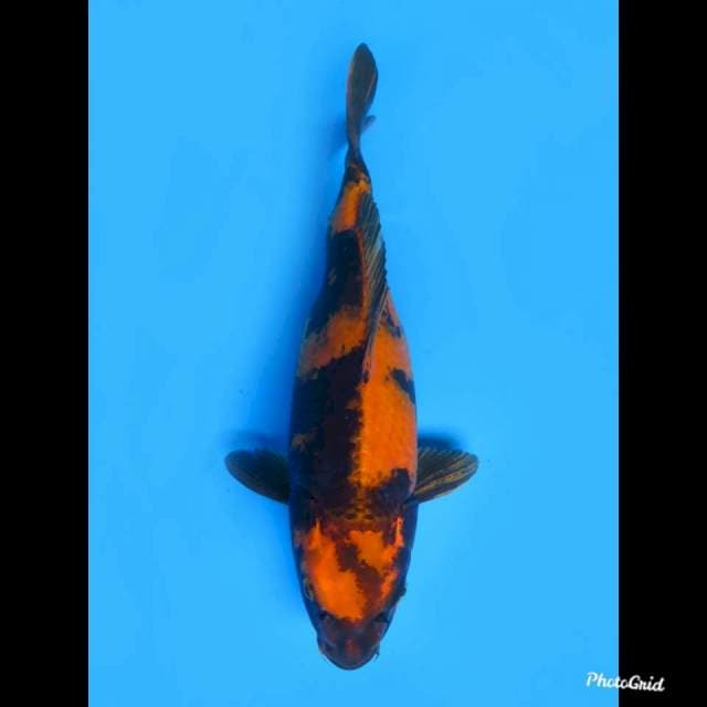 Kin Utsuri Jumbo , 43cm