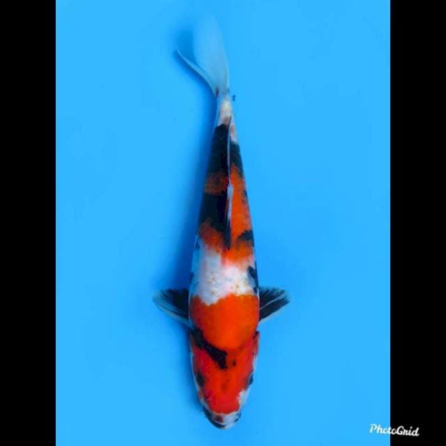 Showa Finish , 25cm