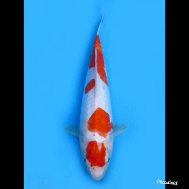 Doitsu Kohaku Maruten , 28cm 