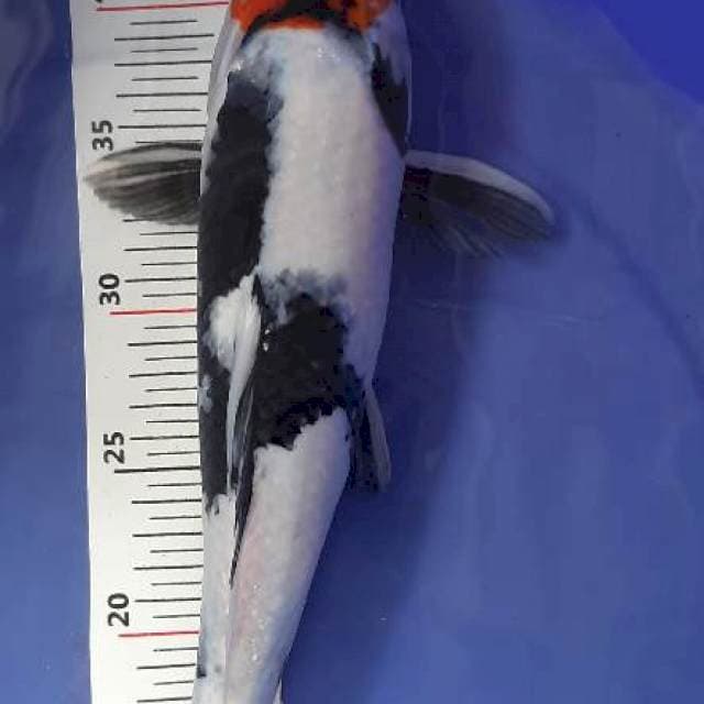 Tancho showa 37cm