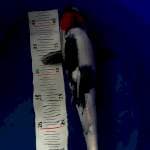 Tancho showa 37cm