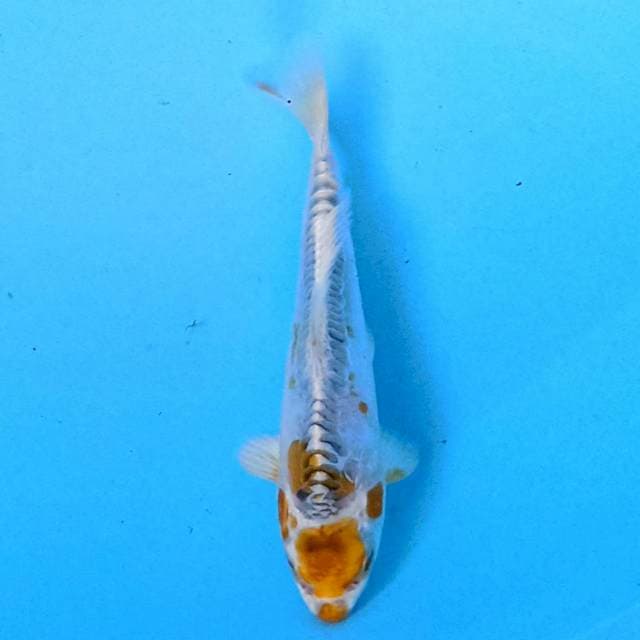 Kin Kikokuryu 15 cm