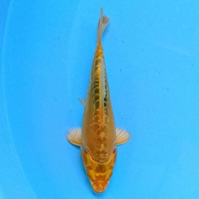 Kin Ki Matsuba Doitsu 14 cm