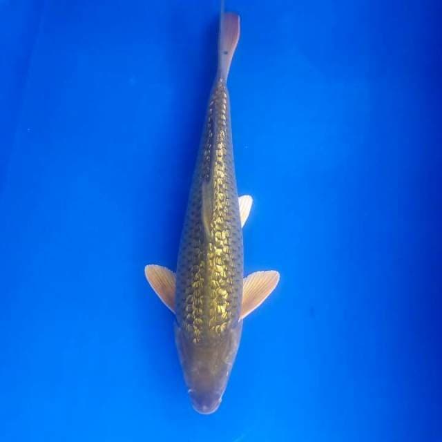 Chagoi ginrin