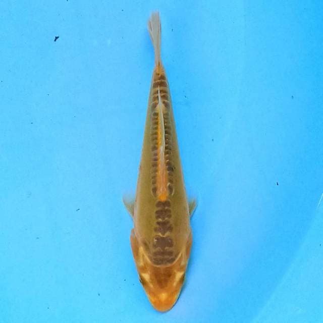 Kin Ki Matsuba Doitsu 15 cm