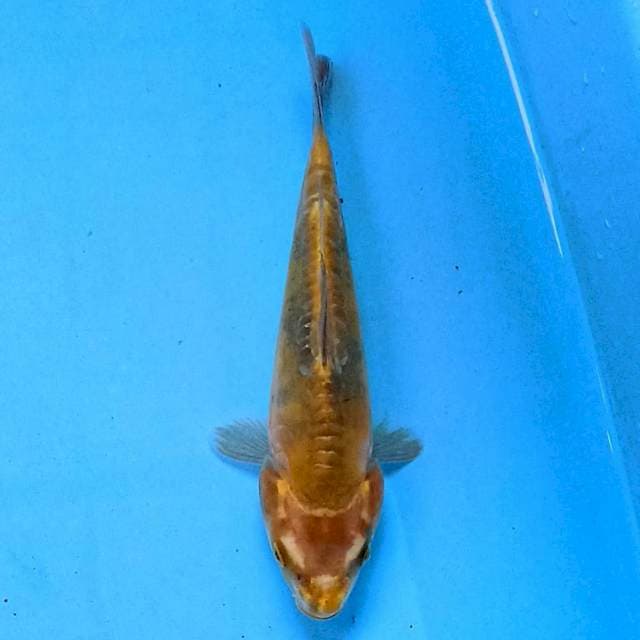 Hikari Utsuri Doitsu 15 cm