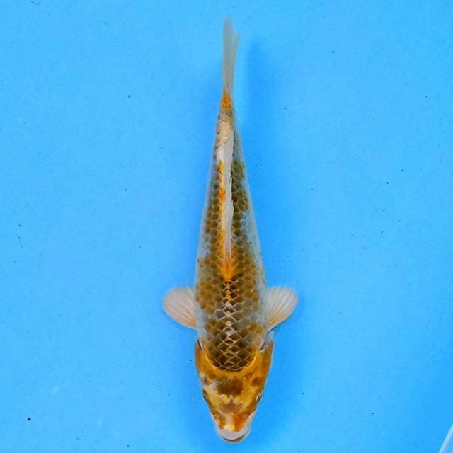 Kirin 16 cm