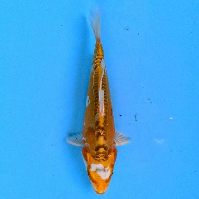 Kikokuryu 15 cm