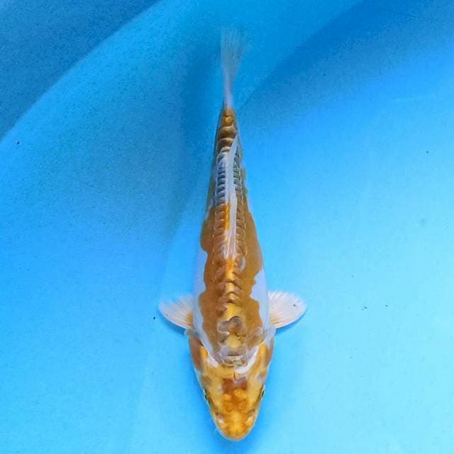 Kikokuryu 15 cm
