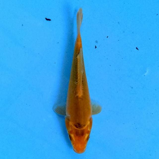 Midorigoi Doitsu 15 cm