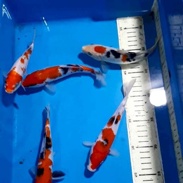 SANKE KOHAKU 16-18 CM