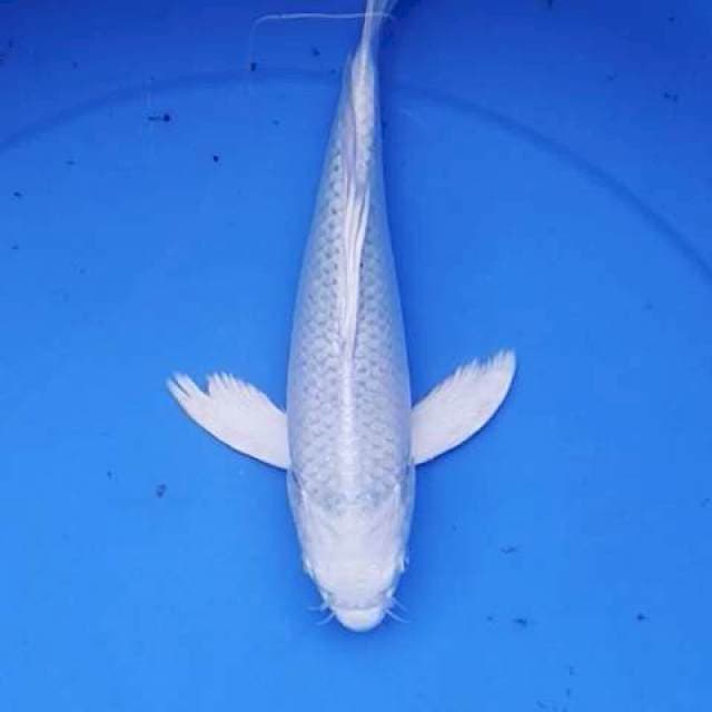 Kumpay platinum 22 cm