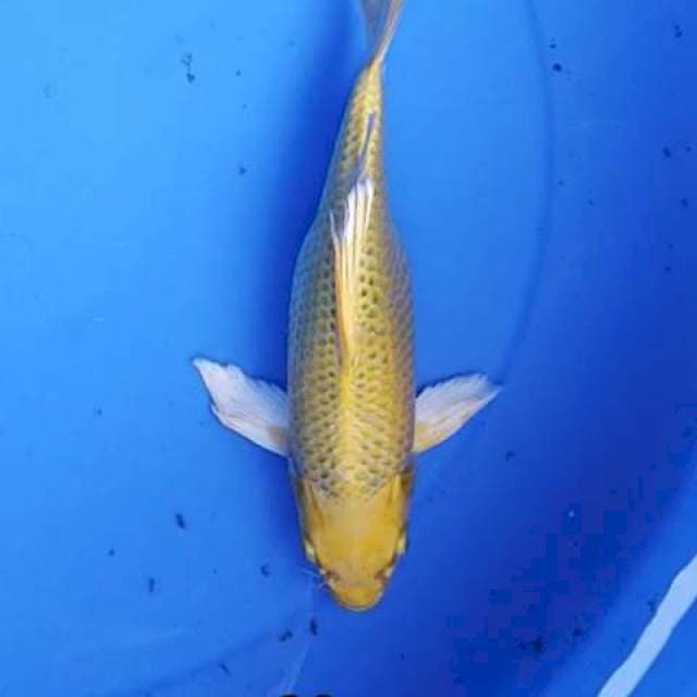 Kumpay kin matshuba 23 cm