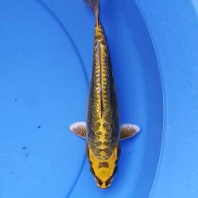 Kawarimono 24 cm