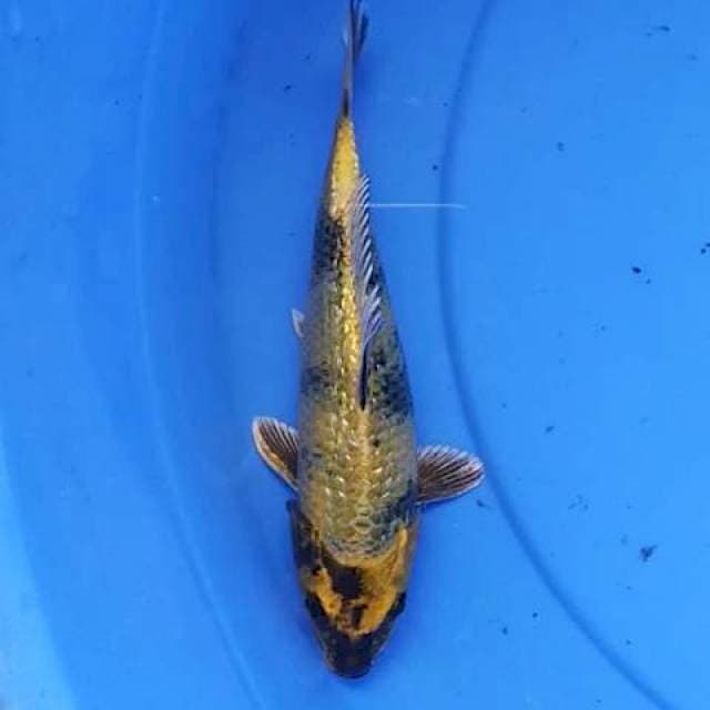 Kin utshuri Ginrin 20 cm
