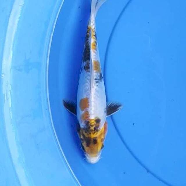Kin Showa doits 25 cm