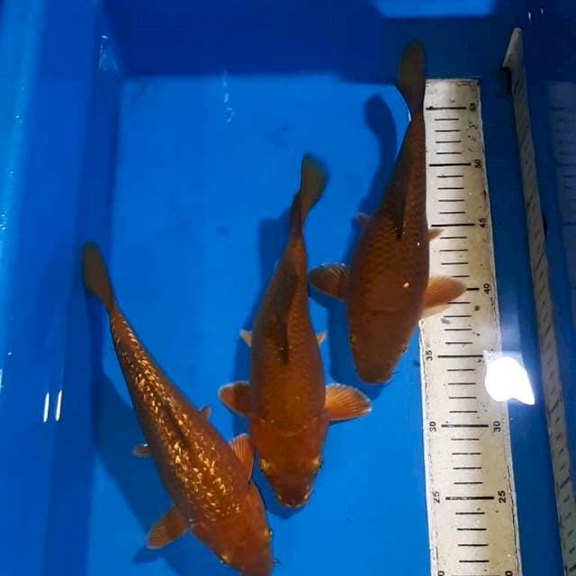 CHAGOI TEMBAGA BONSAY UNYU UNYU 23-24 CM