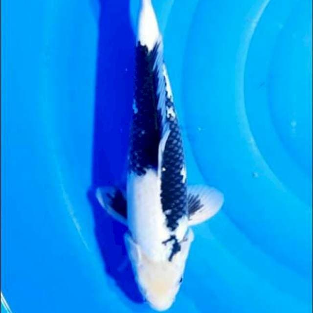 Shiro