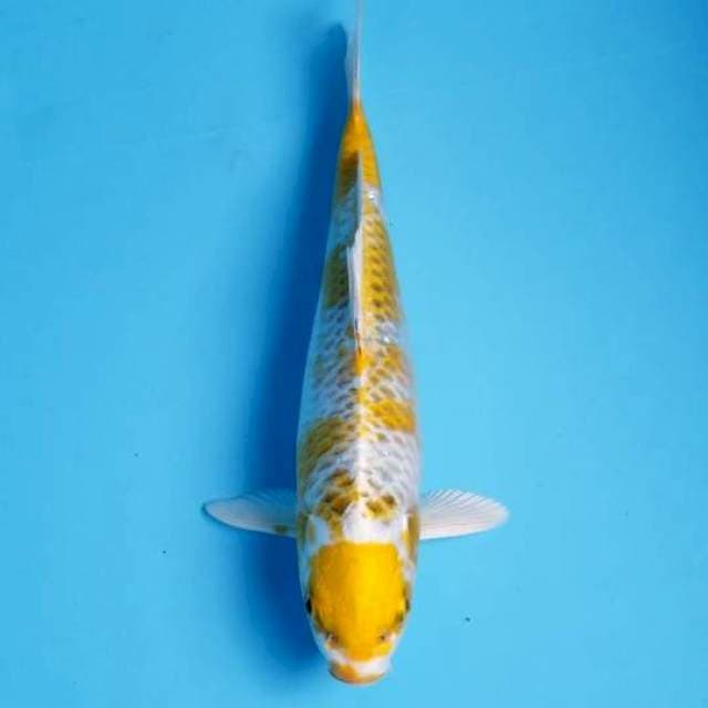MARUTEN HARIWAKE 21 CM MALE