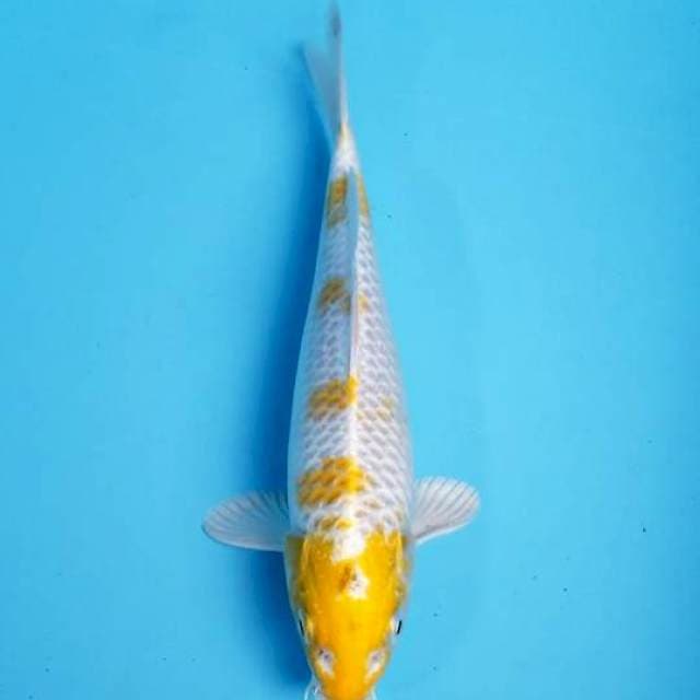 SAKURA HARIWAKE 23 CM MALE
