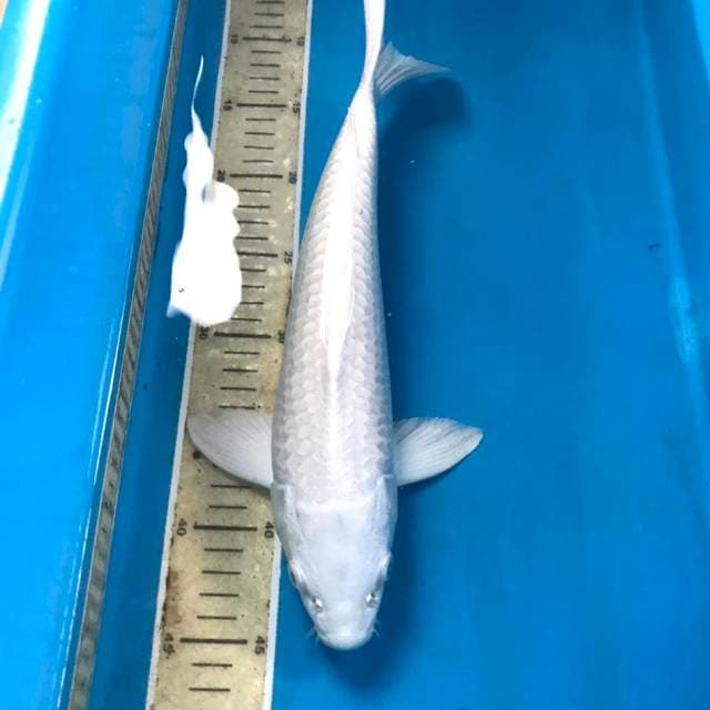 Platinum, male 35 cm