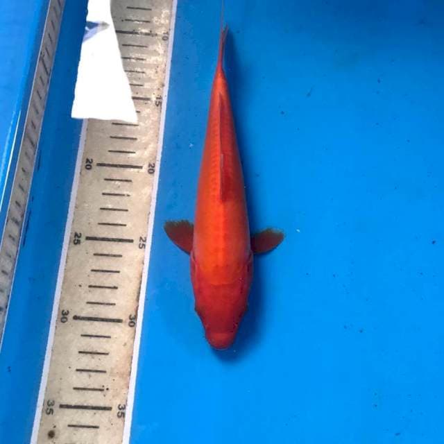 Benigoi doitsu murni, 22 cm