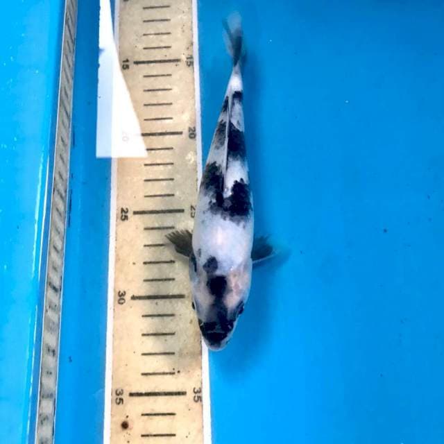 Shiro, 19 cm