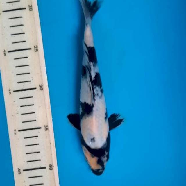 Shiro 22cm 