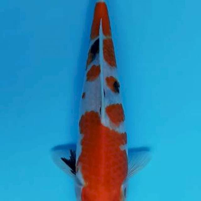 Taisho sanshoku 22cm
