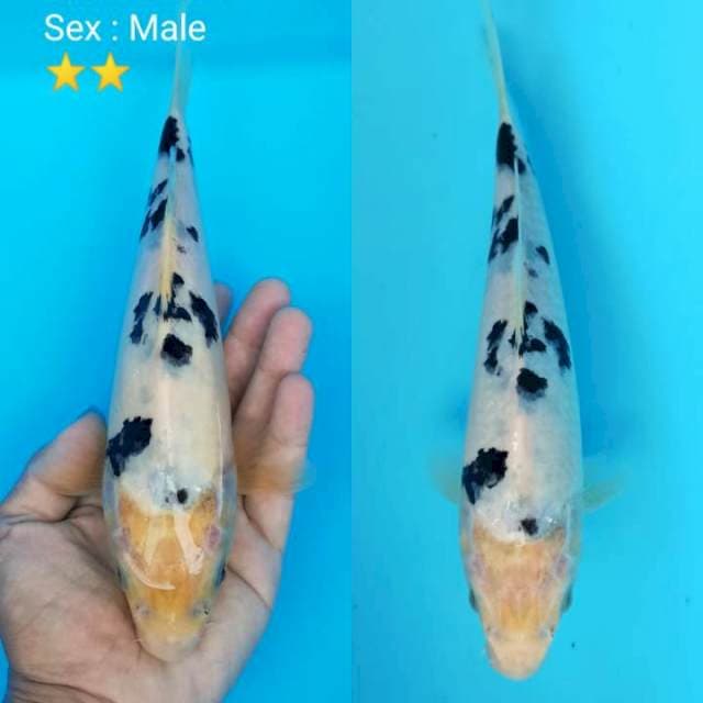 Shiro bekko 25cm