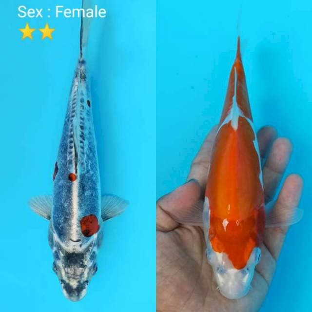 Duo beni kikko x kohaku doit 23cm
