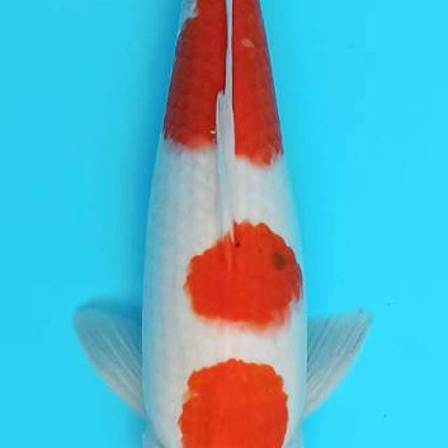 Taisho sanshoku big 37cm
