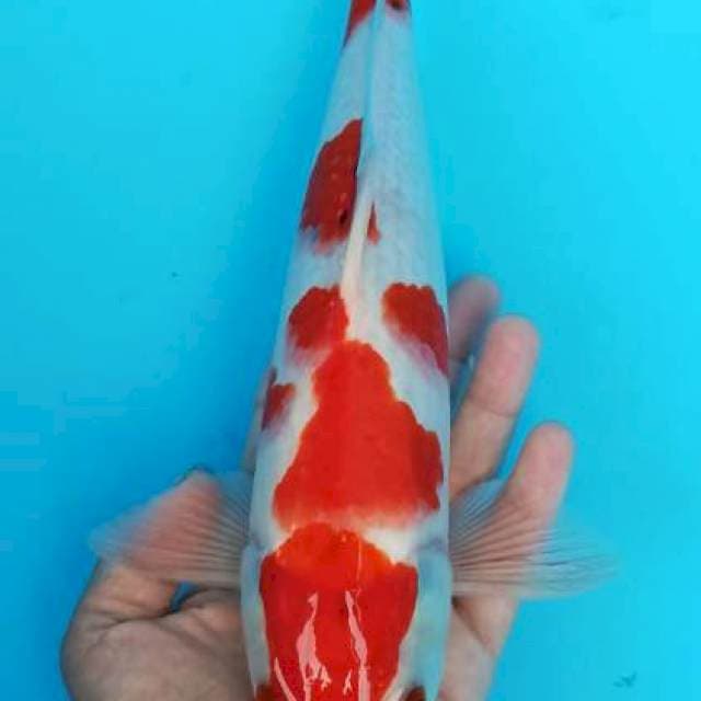Taisho sanshoku 32cm