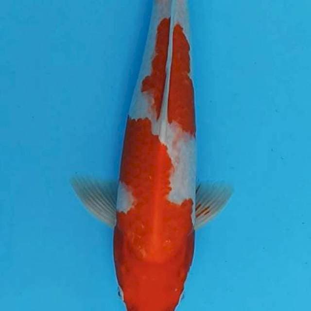 Menkoburi kohaku 35cm