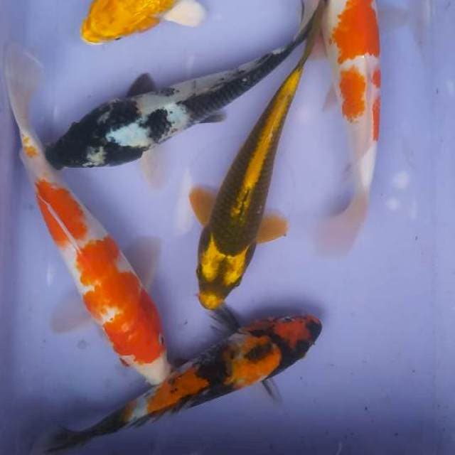 Mix komplit 23-25cm (6ekor)